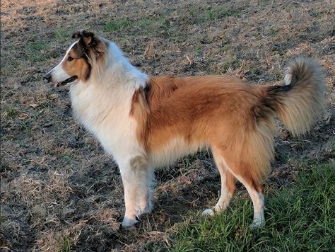 Rocket - Old Time Scotch collie Creature Anatomy, Dog Oc, Welsh Sheepdog, Scotch Collie, Rough Collies, Smooth Collie, English Shepherd, Collie Mix, Black And White Dog