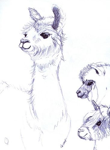 Alpaca Drawing, Llama Drawing, Baby Sketch, Pencil Drawings For Beginners, Pencil Drawings Of Animals, Pencil Drawings Easy, Nature Art Painting, Animal Sketches, Sketchbook Inspiration