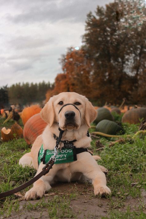 Lab Service Dog, Service Dogs Gear, Eagle Pictures, Yellow Labrador, Service Dog, Dog Gear, Service Animal, Service Dogs, Dog Breeds