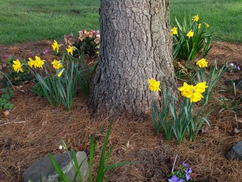 Planting under a huge pine tree #230054 - Ask Extension Pine Tree Landscaping, Pine Tree Garden, Tree Garden Design, Tree Landscaping, Plants Under Trees, Backyard House, Palm Trees Painting, Tree Garden, Garden Trees