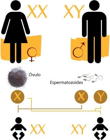 Herencia ligada al sexo | Portal Académico del CCH Biology Genetics, Biology Worksheet, Nursing School Essential, Medical School Studying, Biology Notes, Medical Anatomy, Genetic Testing, Medical School, Nursing School