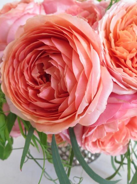 Romantic Antique Rose - Paperblog Cabbage Garden, Rose Romantic, Sunset Palette, Perfume Photography, Sweet Fragrance, Shrub Roses, Garden Rose, Floral Shop, Garden Roses