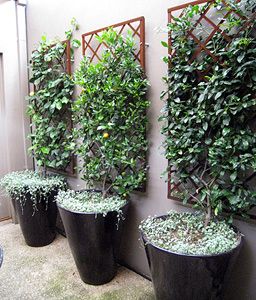 Small Patio Design, Small Courtyard Gardens, Walled Garden, Trellis Plants, Garden Pictures, Pergola Patio, Small Space Gardening, Garden Trellis, Courtyard Garden