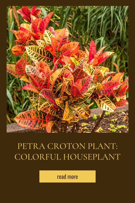 Discover the vibrant Petra Croton! 🌿✨ Its kaleidoscope of colors and unique foliage bring tropical beauty into any indoor space. Perfect for plant lovers looking to add a splash of color! 🌈 #PetraCroton #IndoorPlants #TropicalBeauty #PlantLovers #HomeDecor Petra Croton, Croton Plant, Tropical Beauty, Plant Lover, Indoor Plants, Color Splash, House Plants, Need To Know, Plants