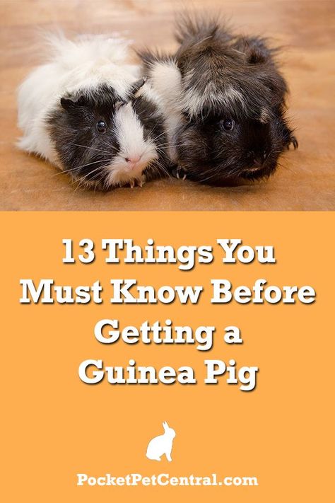 Guinea Pig Litter Box Ideas, Pig Quotes, Guinea Pig Information, Female Guinea Pigs, Pig Facts, Guinea Pig Breeding, Pig Care, Guinea Pig Food, Pigs Eating