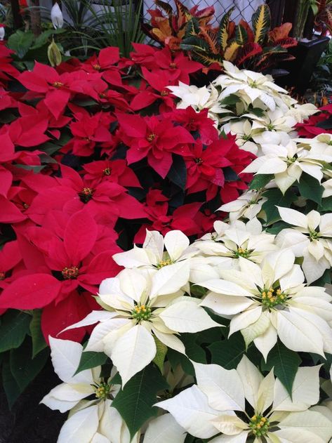 Poinsettia Aesthetic, December Birth Flower, Poinsettia Plant, Winter Wonderland Baby Shower, Garden Waterfall, Christmas Plants, Christmas Wallpaper Backgrounds, Christmas Color, Garden Fairy