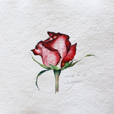 Image may contain: plant, flower and nature Rose Watercolour, Drawing Roses, Watercolor Paintings For Beginners, Film Disney, Rose Drawing, Roses Drawing, 수채화 그림, Flowers Watercolor, Rose Painting