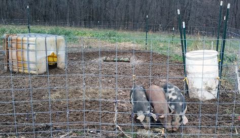 If you choose to keep pigs over the winter, you'll need to prepare their shelter and water dispensers, as well as plan for their health needs, before cold hits. 📸, ✍️ Shawn and Beth Dougherty Keeping Pigs, Pig Waterer, Pig Pen, Water Dispensers, Hobby Farms, Winter Weather, Pigs, The Winter, Meat