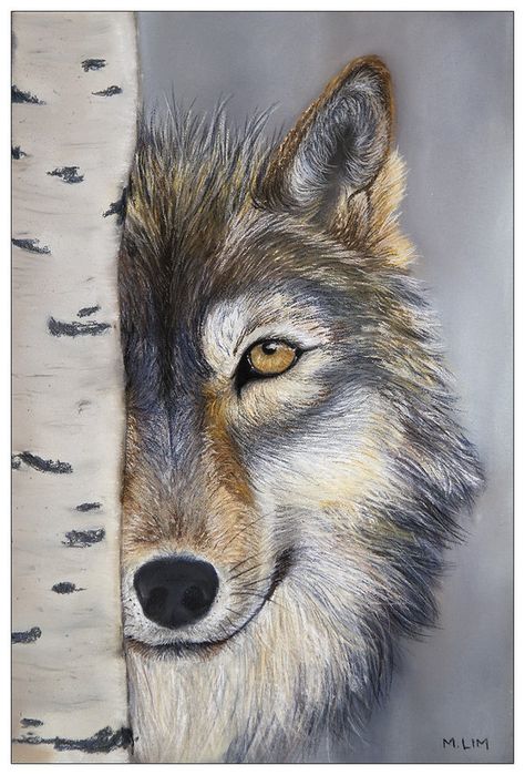 Looks like my wolfeatworld avatar. But it's not. My avatar is copywrite protected. ✔︎SamPage's wolves. Winter Wolf, Watercolor Wolf, Winter Wolves, Wolf Painting, Winter Watercolor, Wolf Drawing, Wolf Pictures, Beautiful Wolves, Wolf Spirit