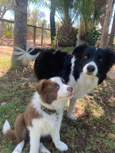 Border Collie Brown And White, Brown Border Collie Puppy, Border Collie Aesthetic, Border Collie Facts, Black Border Collie, Brown Border Collie, Sticker Man, Collie Puppies, Dog Heaven