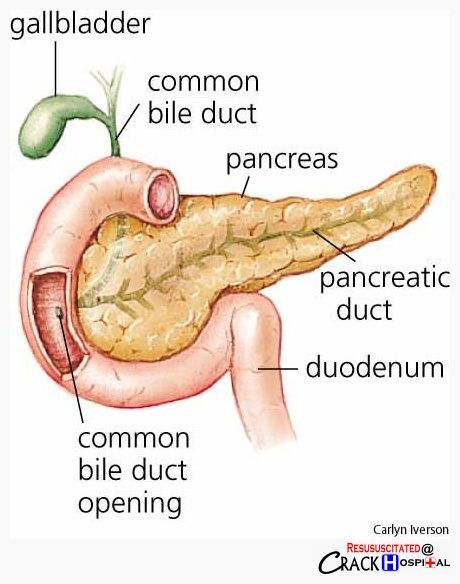 A little diagram of your pancreas, gallbladder and duodenum. Nice Right! Pancreas Health, Human Body Vocabulary, Human Digestive System, Human Body Organs, Medical Student Study, Human Body Anatomy, Medicine Student, Medical School Studying, Human Body Systems