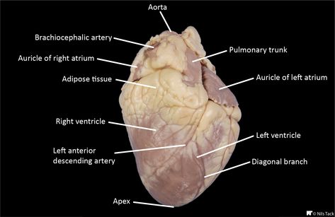 Labeled external anatomy of a sheep heart Sheep Heart Dissection Labeled, Heart Labelled Diagram, External Heart Diagram, Parts Of A Pig Diagram, Heart Diagram Labeled, Pig Heart, Human Heart Anatomy, Heart Organ, Heart Diagram