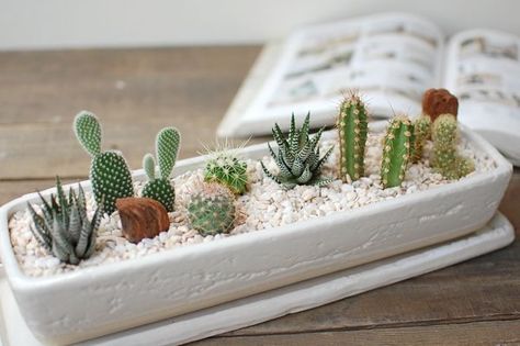 Cactus Arrangements, Mini Cactus Garden, Small Cactus Plants, Kaktus Dan Sukulen, Cactus Arrangement, Tanaman Indoor, Succulent Garden Design, Cactus Diy, Small Cactus