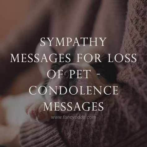 we have covered all sympathy messages for the loss of a pet that you can use. Prayers For Animal Loss, Loss Of A Cat Card, Pet Sympathy Messages, Sympathy For Loss Of Cat, Sympathy For Dog Loss, Quotes For Cats That Have Died, Quotes On Losing A Dog, Sympathy Cat Loss, Sympathy Card For Dog