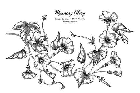 Morning glory flower and leaf hand drawn botanical illustration with line art. Morning Glory Tattoo, Morning Glory Design, Flower Tattoo Stencils, Morning Glory Vine, Vine Drawing, Flower Spine Tattoos, Morning Glory Flowers, Vine Tattoos, Birth Flower Tattoos