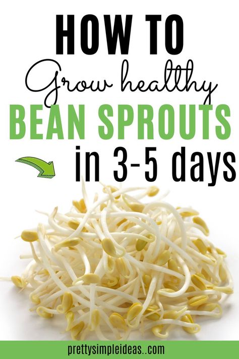 Diy Bean Sprouts How To Grow, Growing Bean Sprouts At Home, Best Sprouts To Eat, How To Grow Bean Sprouts, Recipes For Bean Sprouts, How To Eat Sprouts, Bean Sprouts Benefits, Sprout Benefits, Growing Bean Sprouts