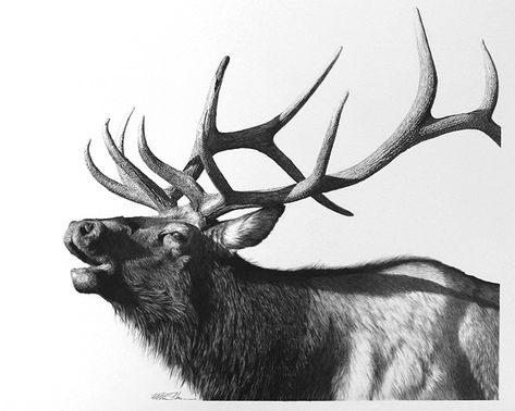 A blog about creative Ideas, Inspiration, Design, Technology Innovation, Art, Photography, Architecture, Bull Elk Drawing, Bull Elk Tattoo, Elk Images, Elk Drawing, Elk Tattoo, Elk Pictures, Elk Silhouette, Deer Drawing, Pencil Drawings Of Animals