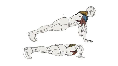 How To Do Scapula Push Ups And Its Other Variations Scapula Push Up, Push Up Muscles, Push Up Stand, Conditioning Workouts, Strengthen Your Core, Push Ups, Core Muscles, Back Muscles, Dumbbell Workout