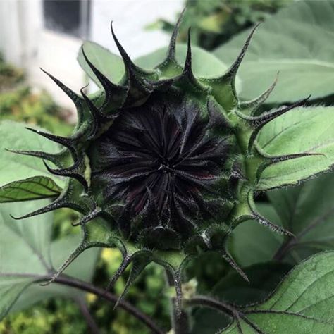 20 Gothic Garden Flowers by Kat Von D - Thursd Bachelor Button Flowers, Black Petunias, Black Sunflower, Goth Garden, Ginger Flower, Eco Garden, Gothic Garden, Vertical Garden Wall, Black Tulips