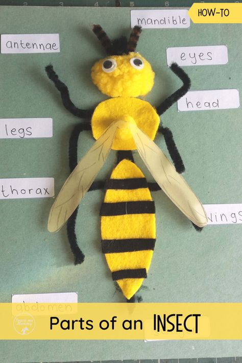 Learn about parts of an Insect with this fun labeling craft. #insects #funlearning #teachmemommydotcom Create An Insect Project, Create A Bug Project, Parts Of An Insect Craft, Parts Of A Bee Preschool, Parts Of An Insect Preschool, Insect Model School Project, Insect Projects For Kids, Insect Crafts For Kindergarten, Insect Labeling