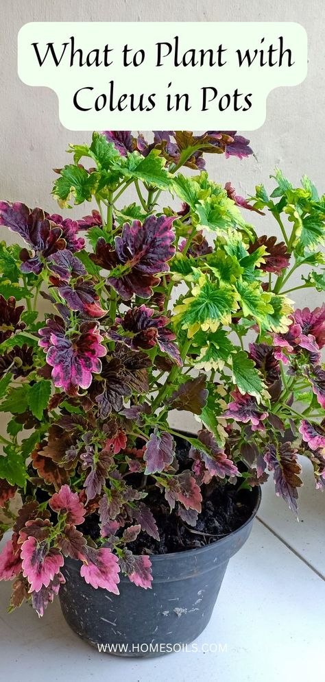 What to Plant with Coleus in Pots Coleus In Pots, Coleus Containers, Coleus Care, Companion Plants, Space Available, High Stakes, Small Containers, Companion Planting, Growing Vegetables