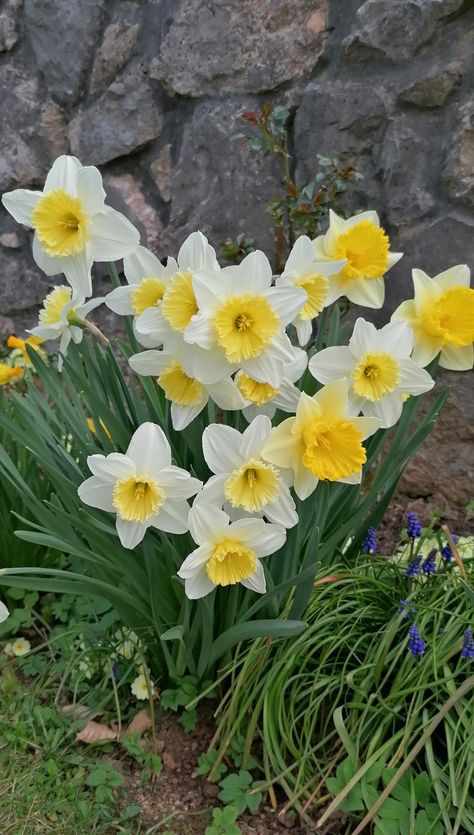 Daphadil Flower, Daphodil Flower, Narcissus Flowers, Aries Birthstone, Beginners Gardening, Daffodil Flowers, Flower Blooming, Narcissus Flower, Yellow Daffodils