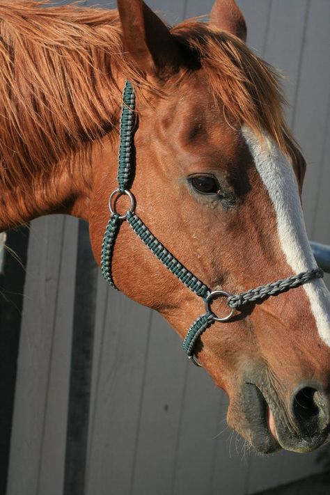 Horse Halters Diy, Paracord Horse Halter, Diy Horse Halter, Paracord Bridle, Paracord Halter, Diy Horse Tack, Paracord Horse Tack, Toys For Horses, Halter Horse