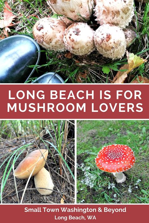 In the fall, Long Beach is an explosion of mushrooms, and I highly recommend mushroom lovers to take advantage of their edible adventures and guided hikes. Small Town Washington, Mushroom Identification, Washington State Parks, Mushroom Hunting, Wild Mushrooms, Kites, Fabulous Foods, United States Travel, Foodie Travel