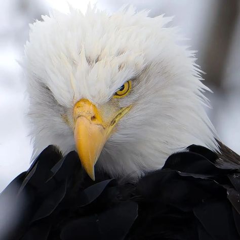 Bald Eagle lover on Instagram: “👉Follow for daily content. #baldeagle #birds #eagle #wildlife #nature #raptors #bird #birdsofinstagram #eagles #birdsofprey…” Angry Eagle, Freedom Bird, Raptors Bird, Eagle Pictures, Wolf Photos, Wildlife Nature, Birds Of Prey, Bird Feathers, Beautiful Creatures