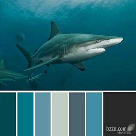 Shark Theme Room, Sea Kids Room, Shark Bedroom, Shark Room, Boy's Rooms, Fish Bathroom, Aqua Design, Shark Painting, Colour Therapy