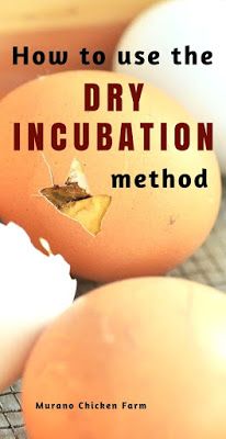 Hatching Chicken Eggs, Incubating Eggs, Incubating Chicken Eggs, Homemade Incubator, Diy Incubator, Hatching Chickens, Chicken Incubator, Raising Quail, Raising Chicks