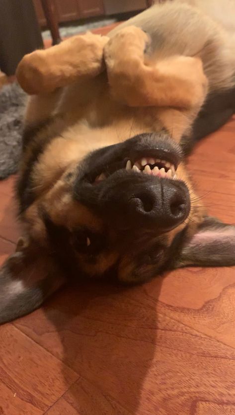 German Shepherd dog Kyra funny begging face close up. Dog try’s to smile cute to get some food. Dog Training Tricks, Funny German Shepherd, German Shepherd Funny, Dog German Shepherd, Smile Pictures, Dog German, Sharp Teeth, Shepherd Dogs, Detective Comics