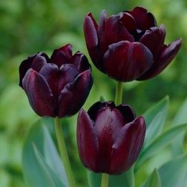 Tulip Bulbs | Fall Flower Bulbs | Eden Brothers Fresh Tulips, Dark Purple Flowers, Planting Tulips, Goth Garden, Queen Of The Night, Fall Bulbs, Tulip Bulbs, Tulips Garden, Purple Tulips