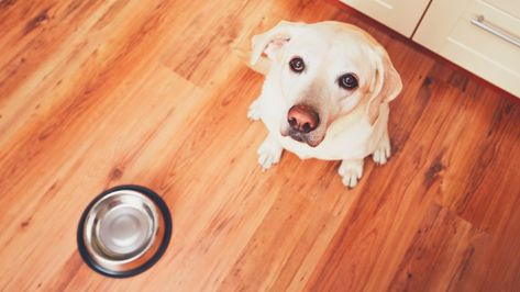 Be More Patient, Dog Food Delivery, Relaxation Response, Dog Waiting, Dog Cakes, Feeling Frustrated, Wet Dog Food, Dog Car, Dog Health