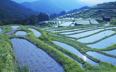 rice Hd Landscape, Rice Paddy, Field Wallpaper, Hd Nature Wallpapers, Rice Fields, View Wallpaper, World Religions, Nature View, Beautiful Places On Earth