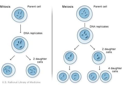 Understanding the Solfeggio Frequencies Mitosis And Meiosis, The Cell Cycle, Number Theory, Brainwave Entrainment, Cell Cycle, Solfeggio Frequencies, Cell Division, Number Sequence, Plant Cell