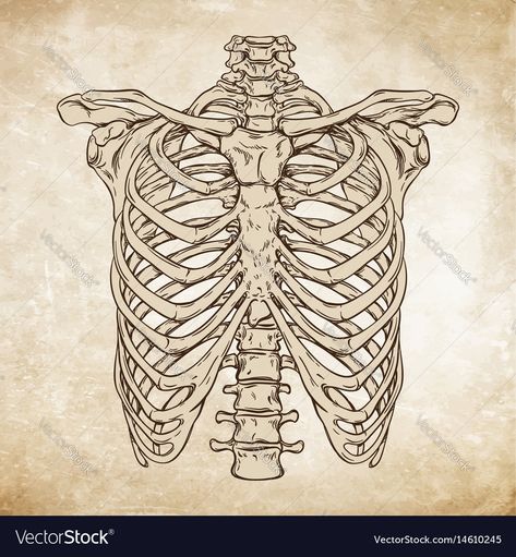 Ribs Drawing, Rib Cage Drawing, Cage Drawing, Skeleton Ribs, Human Rib Cage, Ribcage Tattoo, Skeleton Drawings, Aged Paper, Instruções Origami