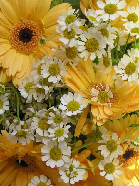 Yellow Gerbera, Gerbera Daisies, Wallpapers Phone, Gerbera Daisy, Chamomile Flowers, Photo Image, Phone Wallpaper, Daisy, Stock Photos