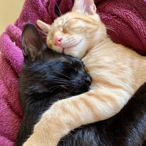 Cats Sleeping, Cat Couple, Cat Cuddle, Two Cats, Orange Cats, A Black Cat, Pretty Animals, Silly Animals, Ginger Cats