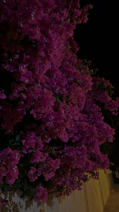 Pink Flowers Dark Aesthetic, Dark Pink Flowers Aesthetic, Dark Pink Aesthetic Background, Dark Pink Roses Aesthetic, Dark Pink Flowers Wallpaper, Dark Pink Asthetics, Deep Pink Aesthetic, Dark Pink Wallpaper Aesthetic, Dark Pink Widget