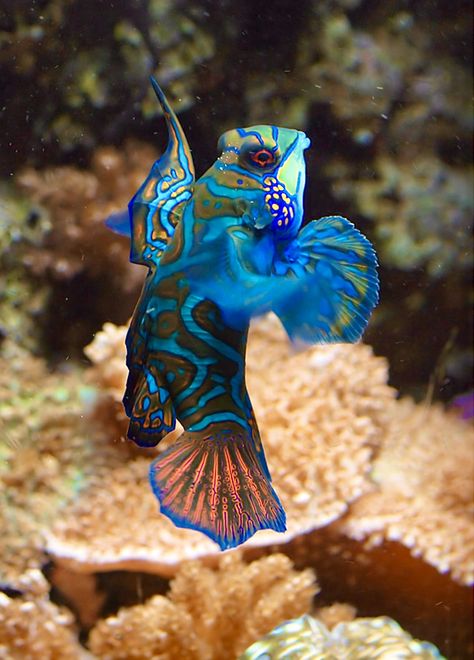 Beautiful Mandarin Goby Fish (a.k.a. Mandarin Dragonet) Blue Dragon Fish, Most Beautiful Fish In The World, Goby Fish, Mandarin Goby Fish, Mandarin Fish, Emperor Angelfish, Bulgarian Seal Point Angelfish, Underwater Art, Sea Dragon