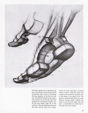 Planes Drawing, Feet Anatomy, Burne Hogarth, Figure Drawing Tutorial, Feet Drawing, Foot Anatomy, Drawing Legs, Anatomy Tutorial, Human Anatomy Drawing