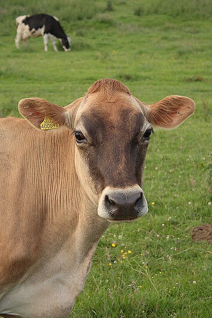 Jersey Cow | Jersey cow | Flickr - Photo Sharing! Jersey Milk Cow, Jersey Cow Tattoo, Cow Jersey, Cow Reference, Farmer Tattoo, Cow Decorations, Jersey Cattle, Prairie Farmhouse, Cow Tattoo