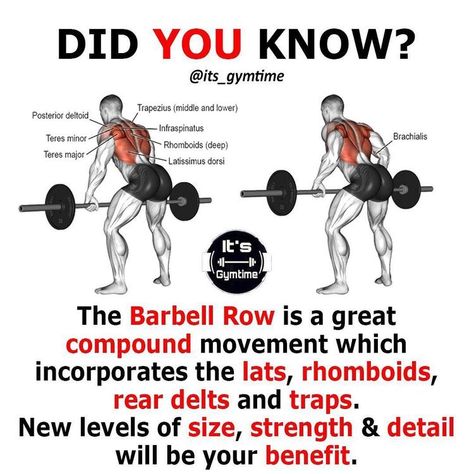 Workout Knowledge, Fitness Knowledge, Traps Workout, Barbell Row, Olympic Weightlifting, Weight Training Workouts, Workout Chart, Gym Workout For Beginners, Gym Workout Tips