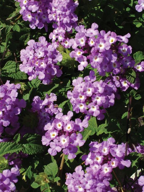 Purple Lantana, Deer Repellent, Flowers That Attract Butterflies, Lantana Plant, Butterfly Garden Plants, Lantana Camara, Butterfly Garden Design, Hummingbird Garden, Growing Grapes