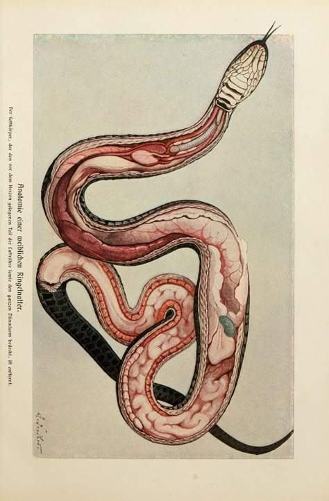 Snake Anatomy, Collage Des Photos, Vet Medicine, Biology Art, Science Illustration, Animal Anatomy, Medical Anatomy, Animal Science, Anatomy Study