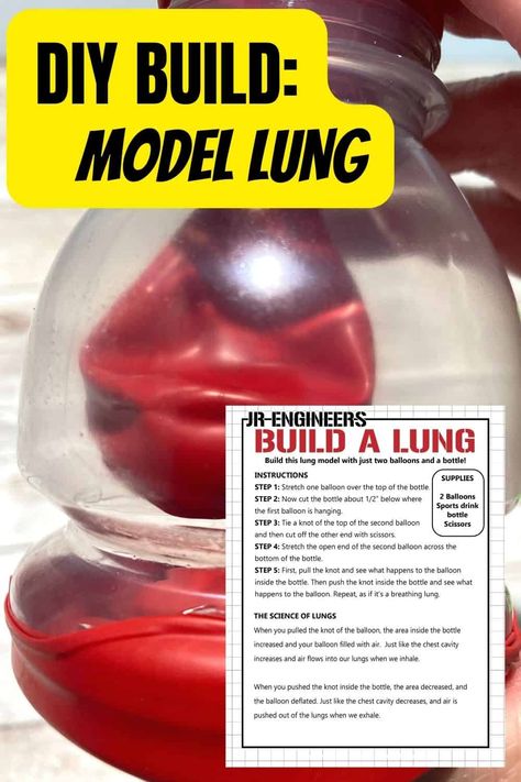 How To Make A Lung Model - Little Bins for Little Hands Pop Rocks Experiment, Rock Experiments, Lung Model, Balloon Experiment, Amazing Science Experiments, Sports Drink Bottle, Balloon Cars, Balloon Modelling, One Balloon