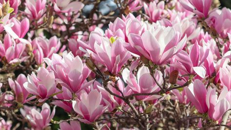 Jane Magnolia Tree, Deer Resistant Shade Plants, Magnolia Liliiflora, Magnolia Jane, Jane Magnolia, Lady Banks Rose, Spring Flowering Trees, Trees For Front Yard, Orchid Tree