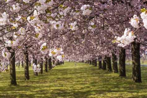 10 Cherry Trees You'll Spot in Washington, D.C. | Travel Channel Magnolia Tree Types, Cherry Blossom Dc, Tulip Magnolia, Ornamental Cherry, Magnolia Stellata, Magnolia Grandiflora, Flowering Cherry Tree, Hgtv Garden, Cherry Trees