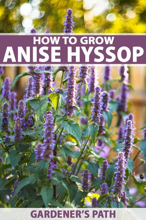 Are you looking for the prefect perennial native flower that can feed the bees and serve as a herb as well? Anise hyssop is perfect for the herb garden or borders! This long blooming spikey lavender flowering plant provides loads of color during the summer months and the leaves can be harvested for teas and blooms kept fresh or dried. And they can even be made into potpourri! Get the details on Gardener’s Path now. #anisehyssop #nativeflowers #perennials #gardenerspath Hyssop Plant, Anise Hyssop, Herb Garden Design, Garden Compost, Pollinator Garden, Beautiful Flowers Garden, Tea Garden, Garden Borders, Growing Herbs